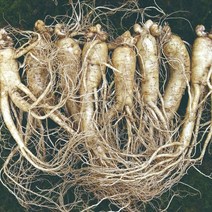 햇수삼!! 삼키우는마을 고려수삼 세척 무세척 수삼 가정용, 바.원8-750g-세척안함