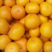 [명절선물] 제주 천혜향 제주도 제철 5kg 3kg 2kg 설 선물 과일 세트, 선물용_중대_9-15과 3kg