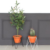 아트박스/럼버잭 플랜트스탠드 베이직S, 단품