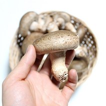 [밥상의품격] 친환경 무농약 송화고버섯 경북 상주 당일수확 산지직송 국내산, 1박스, 상품 500g