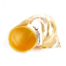 밀크 소라 조개껍질 어항장식품 .미미네아쿠아