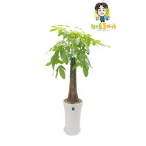 파키라 관엽 돈나무 개업 축하 승진 공기정화 실내인테리어 관엽화분, 관엽 - 파키라(고급형), 읍/면/리 단위 지역(배송비 2만원 추가)
