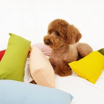 7컬러 강아지 베개.펫션피플, 연두