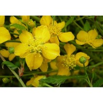 꽃나무 황매화/죽도화, 죽도화(황매화) 키 80~100cm / 7주, 1개