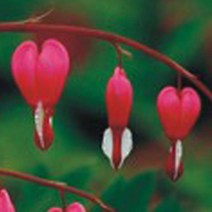 금낭화씨 금낭화 금낭화씨앗 꽃씨 야생화 씨앗 다년초