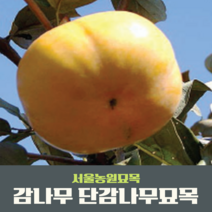 서울농원묘목/감나무 묘목 대봉 야오끼(왕대봉) 둥시 차량단감 월하시, 중묘