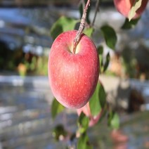 공이농산 꿀 사과 부사 후브락스 충주농장직배송 5kg, 단품, 단품