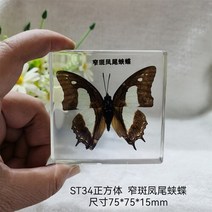 조각품 진짜 식물 곤충 견본 거북이 머리 거미 잠자리 불가사리 수지 홈 테이블, 19 19