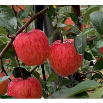 함양사과 GAP인증 햇사과 홍로사과 4kg 17/19개 사과다이어트 아삭아삭 달콤새콤홍로사과, 상세페이지 참조