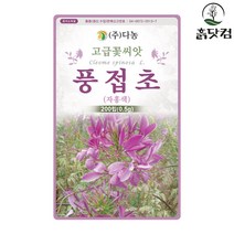 자홍색 풍접초 씨앗 200립 관상용 족두리꽃 + 네임택, 단품