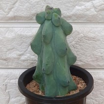 선인장 용비12