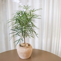 이국적인 디지고데카 아랄리아 아라리오 공기정화 식물 화분, 베트남토분(식재완료)