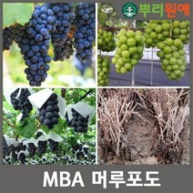mba머루포도접목묘 1주 hsc