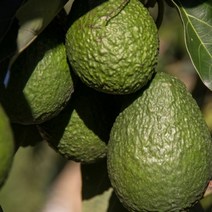 고씨네 특급 냉동아보카토1KG 생아보카도 아보카도, 특급 아보카도 냉동 1kg, FREE