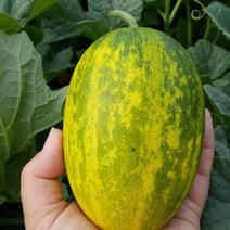 [자연맛남] 산지직송 성산 파파야메론 2kg (3-7과), 단품
