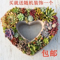 하트모양 다육이 화분 고백 선물 꽃집 여아 여학생, 아이러브유 그레이 (화분만)