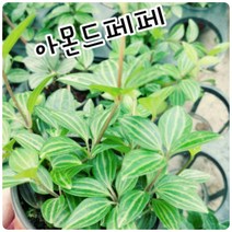꽃나라엘리스 아몬드페페-이름도 아몬드페페~ 너무 귀엽지않나요