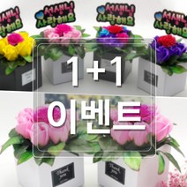 DH프리마 1+1 아네모네 화분 어버이날 카네이션 스승의날, 보라+혼합