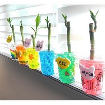 오렌지몰 나만의 개운죽 키우기세트 1인 세트 텃밭가꾸기세트 베란다텃밭DIY
