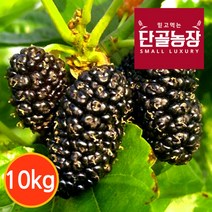 [단골농장] 내장산 토종 오디 생과 프리미엄 10kg (급냉), 1개