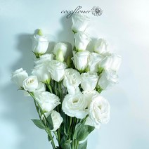 [코코 플라워] 리시안셔스 화이트 색상 생화택배 꽃배달싼곳 반단 한단