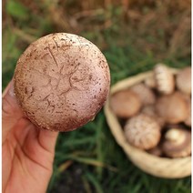 친환경 무농약 최상급 생표고버섯 1kg 마리오버섯농원 당일수확 산지직송 특상품 화고버섯, 특상