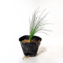 금산묘목나라 털수염풀 스티파 stipa 들꽃 야생화 모종 8cm 포트묘 그라스 10개
