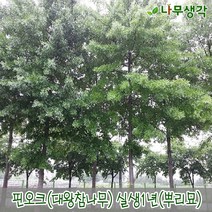 착한가격 나무생각 / 핀오크(대왕참나무) / 실생1년 / 뿌리묘 / 20주, 주