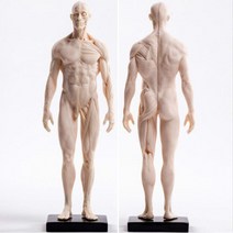 사람 인체 골격 근육 남자 여자 전신 피규어, PU 30cm 남성 피부 흰색 배아, PU 30cm 남성 피부 흰색 배아