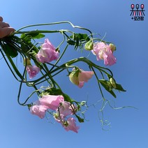 (로라네팜) 농장직송 스위트피 생화꽃다발 생화택배 4컬러, 보라