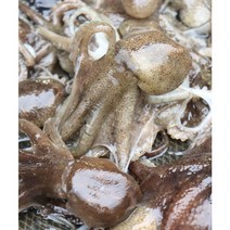 산지직송 국내산 통영 활 쭈꾸미 1kg, 남해안 활쭈꾸미1kg(15미내외)