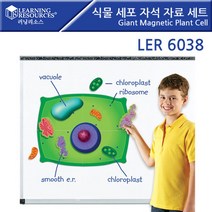 식물 세포 자석 자료 세트 Giant Magnetic Plant Cell 돌봄교실 홈스쿨 학습교구