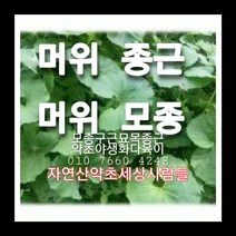 머위종근 80주 머위모종 머위씨앗재배