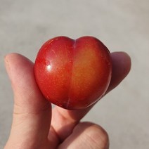 국내산 하트 대석자두 2kg, 없음