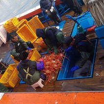 주문진 산지직송 당일조업 살아있는 주문진박달홍게10마리(마리당350-400g), 5마리, 2kg(마리당400g)