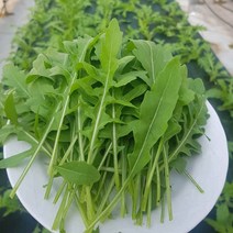 안산팜 루꼴라, 와일드루꼴라 1봉, 1kg