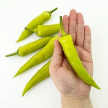저당랩 당조고추 당뇨에 좋은 혈당 수치 조절 오이맛 아삭이 고추, 2kg, 1개