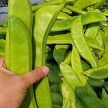 작두콩 국산 말린 건 깍지 볶은 작두콩 차 0.3kg, 건조 작두콩 0.3kg (0.3kg 1봉)