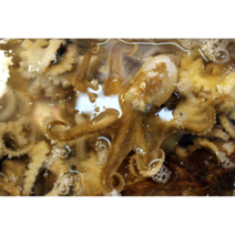모아씨푸드 국산 손질 주꾸미 500g 냉동, 500g (6 ~10 마리), 1개