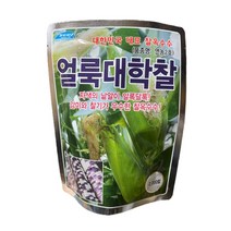 얼룩 대학찰 옥수수씨앗 2000립 [22년포장] 대용량 찰옥수수 종자 연농2호
