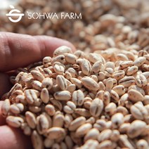 2022년 국산 납작보리 뻥튀기 500g 압맥 늘보리 뻥튀기, 1개