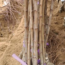 왕살구나무 묘목 최소구매2개 (청아원예조경), 왕살구 중묘