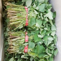 맛있는 농장 호박고구마 모종 5kg, 6월 02일 도착