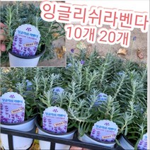잉글리쉬라벤다 10개 20개/-25도에서도 살아나는 허브의 왕
