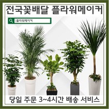 관엽식물 공기정화식물 개업선물용식물 집들이선물용식물 플라워메이커, 서랍형, 크로톤소형