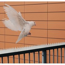 즐켓 비둘기 퇴치기, 투명