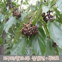 충주원예조경 / 헛개나무/지구자 / 실생2년(1등묘) / 뿌리묘(10주묶음), 10개