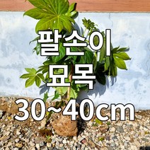 팔손이 묘목 나무 분묘 30-40cm전후 공기정화식물 관엽 인테리어 식물 금전수, 팔손이묘목 30-40cm 분묘 1개