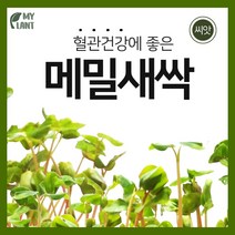 마이플랜트 새싹 메밀 씨앗 30g 채소 재배 베란다 텃밭 가꾸기