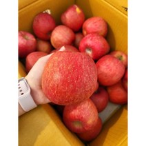 장수사과 친환경 사과 부사 흠집사과 흠사과 1.5KG 2.5KG 5KG 10KG, 흠사과 중대과 1.5KG, 1개